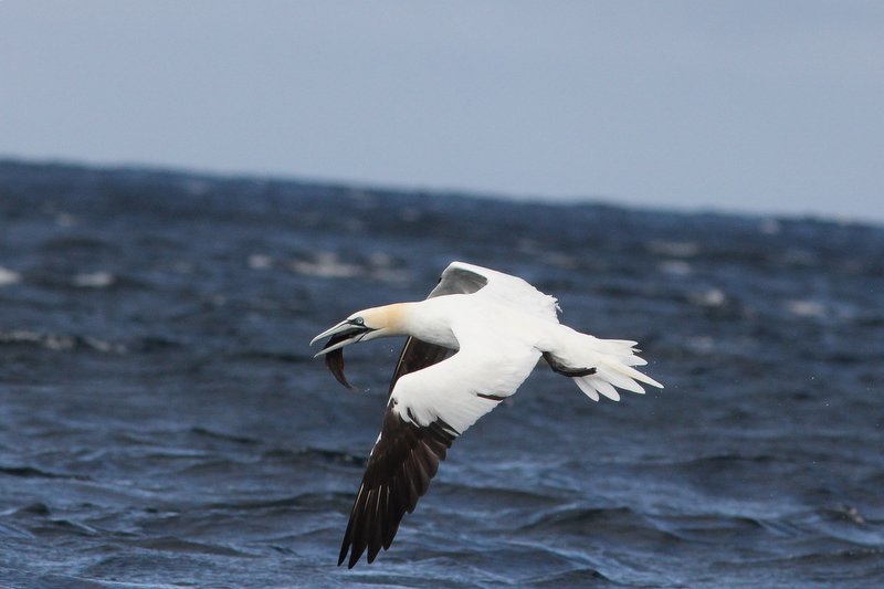 Jan van gent - Northern gannet -  Morus bassanus 