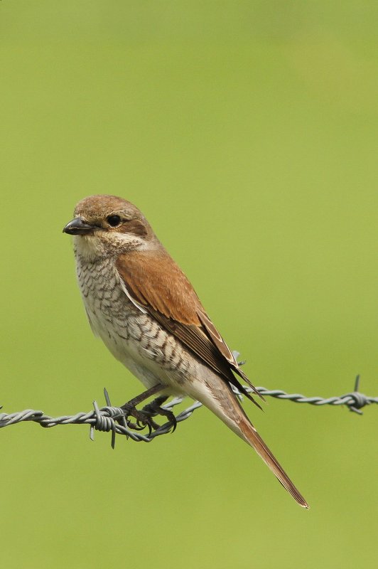 Grauwe klauwier - Red-backed shrike - lanius collurio