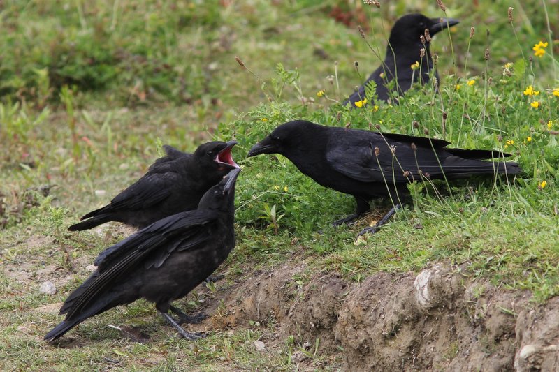 Zwarte kraai - Carrion-crow - Corvus corone
