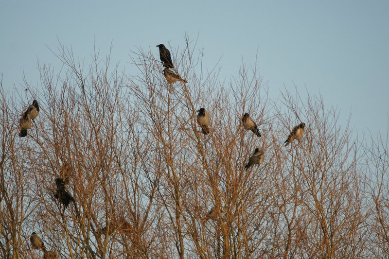 Bonte kraai - Hooded crow - Corvus cornix