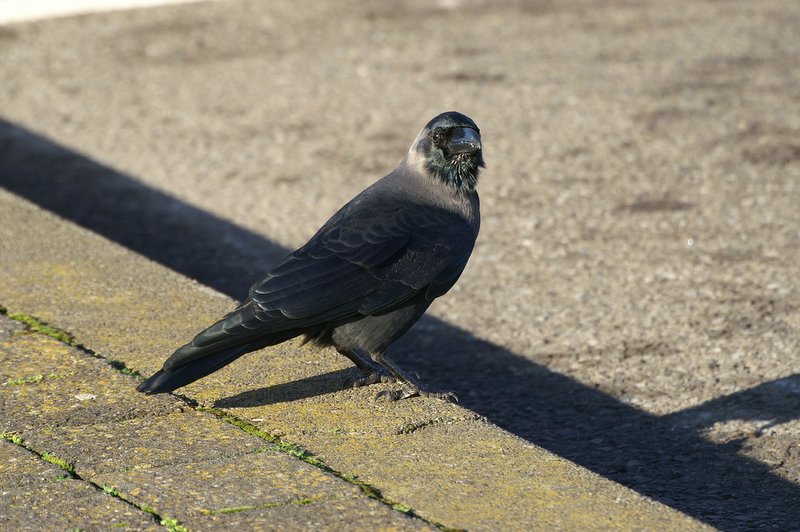 Huiskraai - House crow - Corvus splendens
