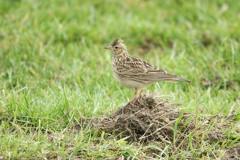 Veldleeuwerik - Skylark - Alauda arvensis