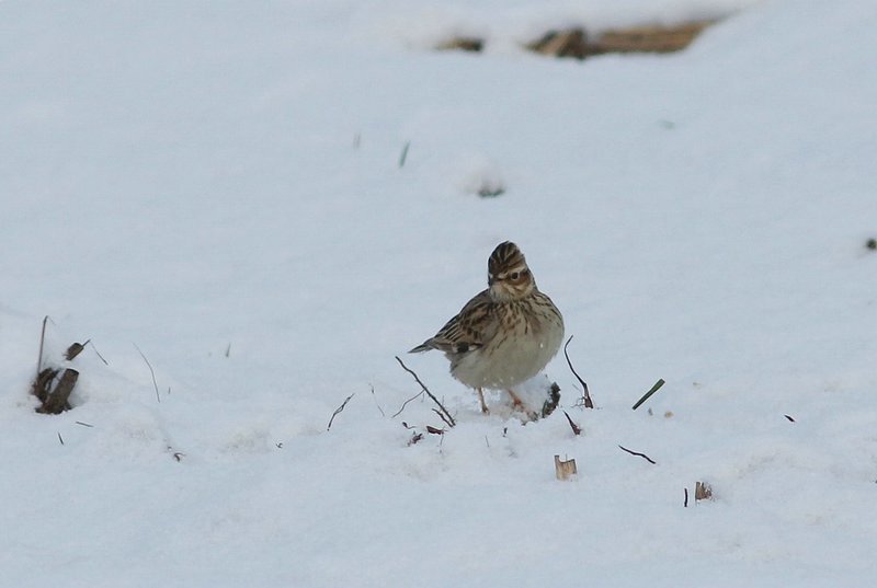 Boomleeuwerik  - Woodlark - Lullula arborea