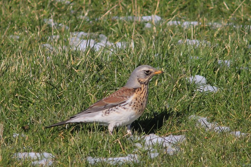 kramsvogel - Fieldfare - Turdus pilaris