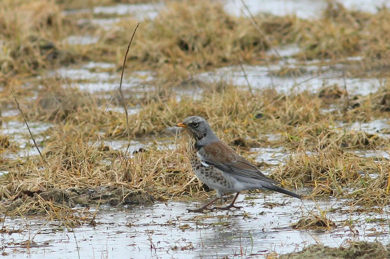kramsvogel - Fieldfare - Turdus pilaris