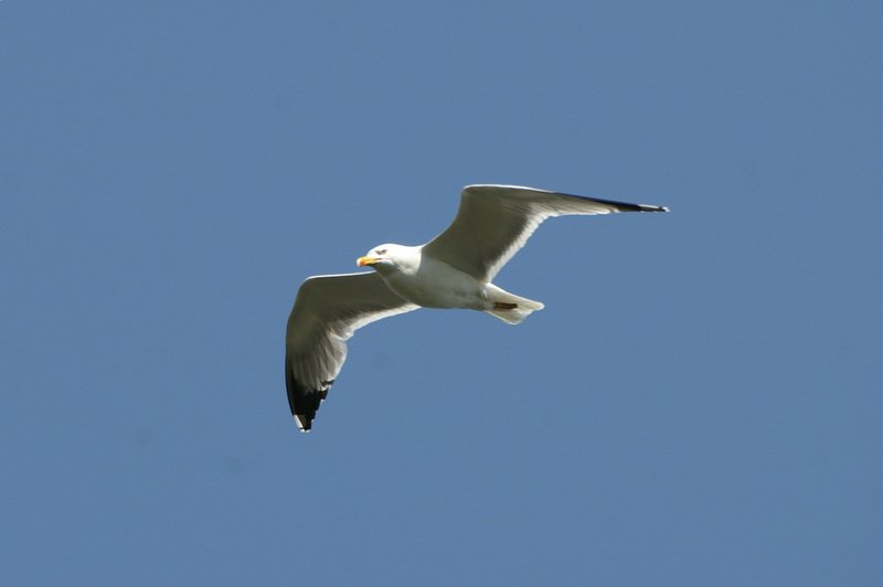 Geelpootmeeuw - Yellow-legged gull - Larus michahellis