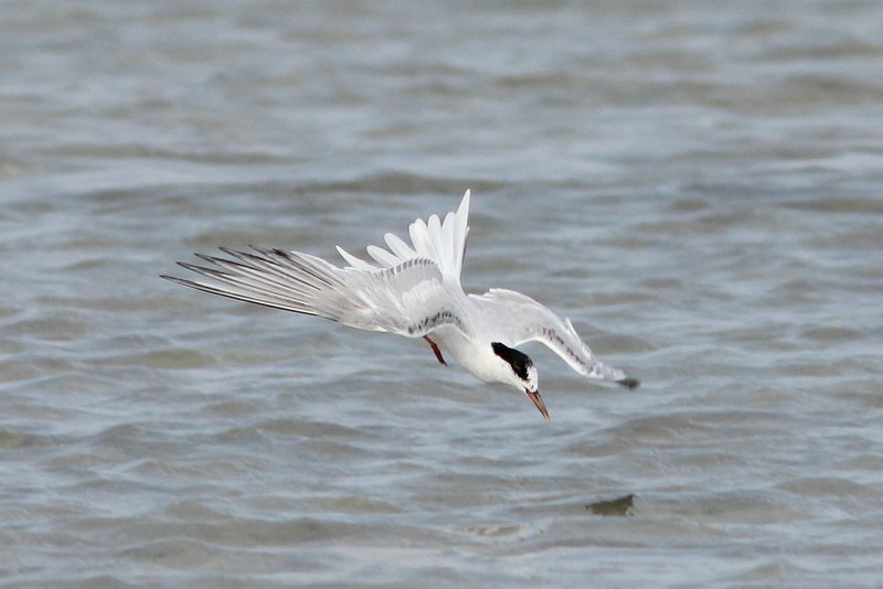 Noordse stern - Arctic tern - Sterna paradisaea