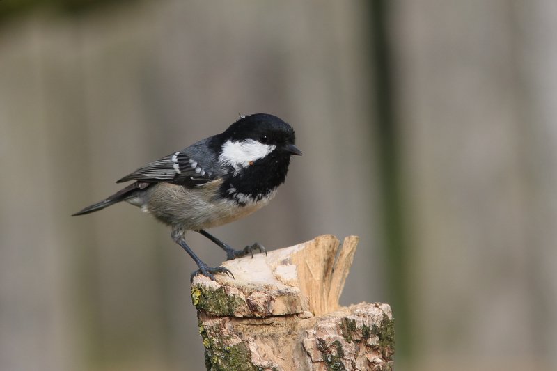 Zwarte mees - Coal Tit - Periparus ater