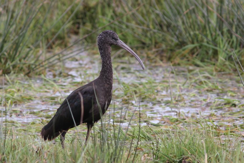 Zwarte ibis - Glossy ibis - Plegadis falcinellus