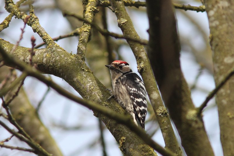 Kleine bonte specht - lesser spotted woodpecker - Dryobates minor