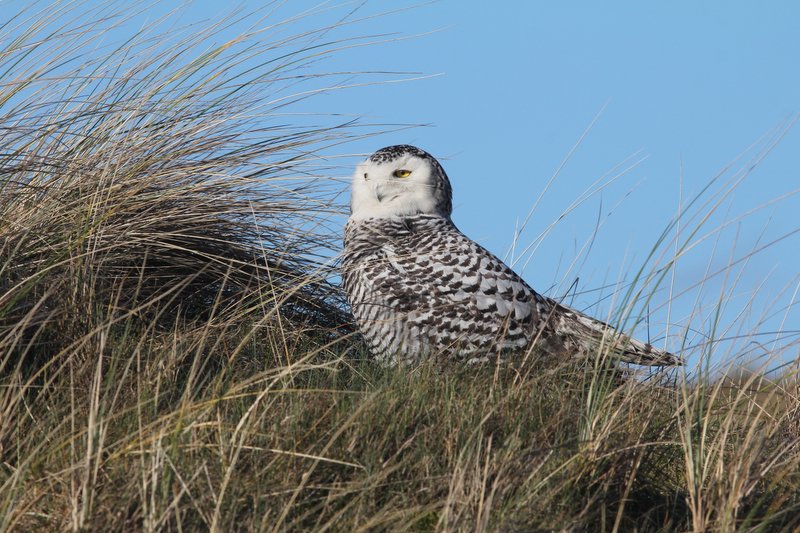 Sneeuwuil - Snowy Owl - Bubo scandiacus