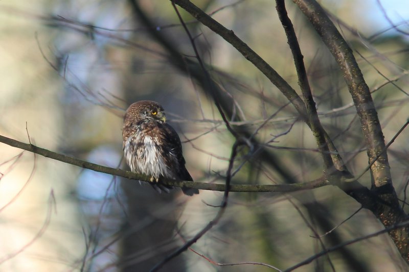 Dwerguil - Eurasian Pygmy Owl - Glaucidium passerinum