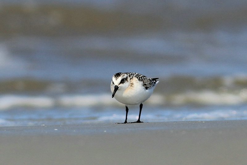 Drieteenstrandloper - Sanderling - Crocethia alba