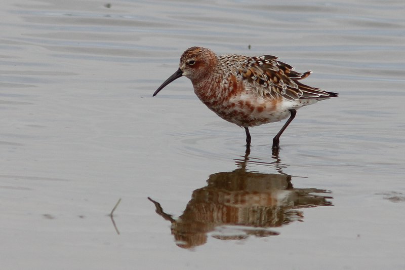 Krombekstrandloper - Crulew sandpiper -calidris ferruginea