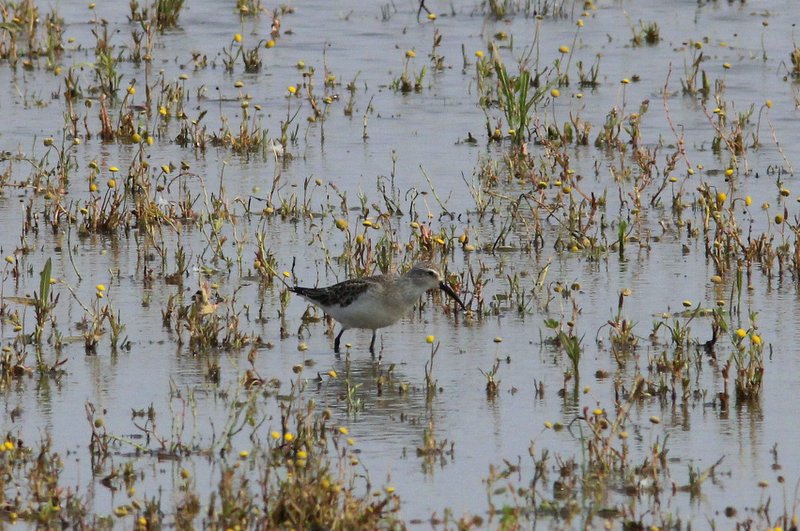 Krombekstrandloper - Crulew sandpiper -calidris ferruginea