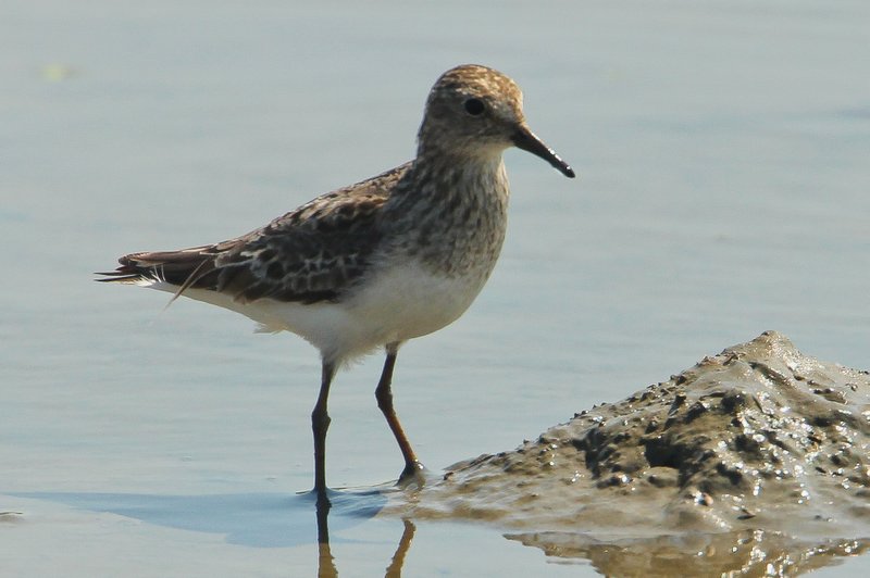 Temmincks strandloper - Temmincks stint - Calidris temminckii