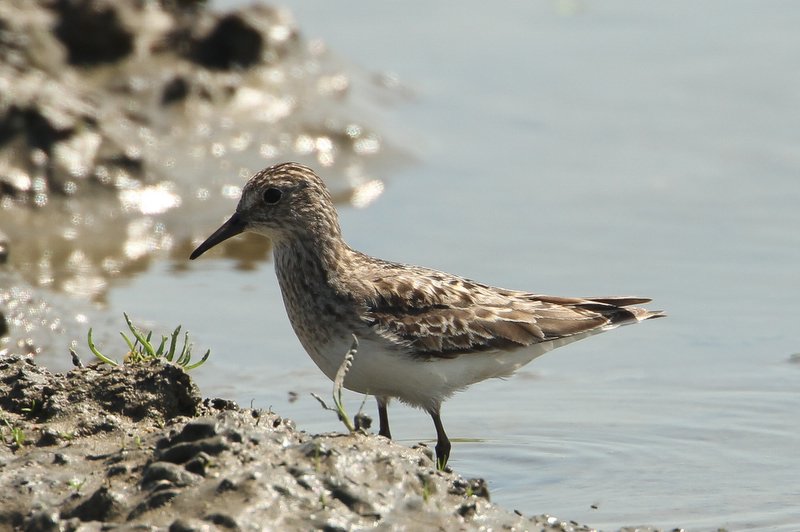 Temmincks strandloper - Temmincks stint - Calidris temminckii