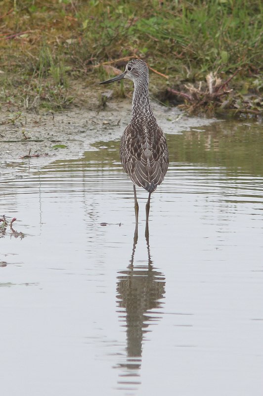 Groenpootruiter - Greenshank - Tringa nebularia
