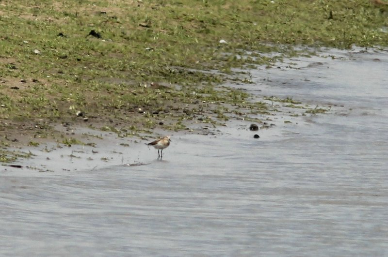 Bairds strandloper - Bairds Sandpiper  - Calidris bairdii