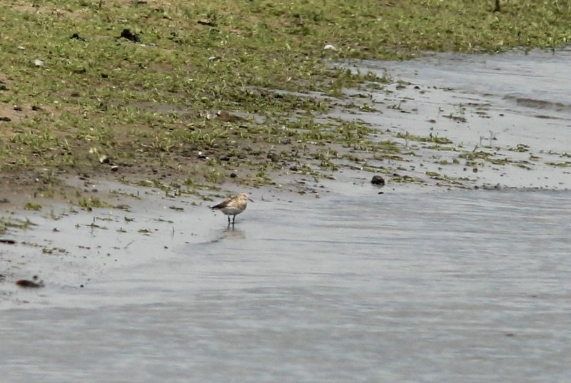 Bairds strandloper - Bairds Sandpiper  - Calidris bairdii