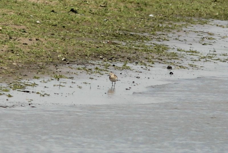 Bairds strandloper - Bairds Sandpiper  - Calidris bairdii
