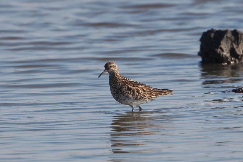 Siberische strandloper - sharp-tailed sandpiper - Calidris acuminata