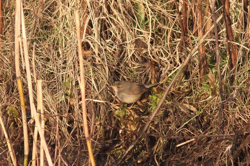 Bruine boszanger , dusky warbler - Phylloscopus fuscatus