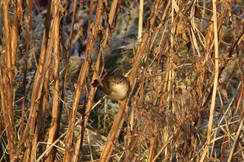 Bruine boszanger , dusky warbler - Phylloscopus fuscatus