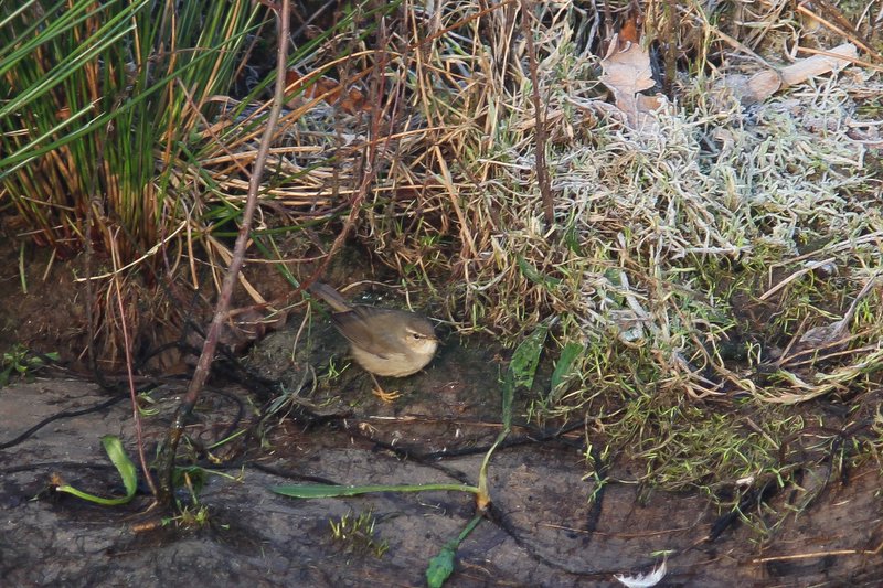 Bruine boszanger , dusky warbler - Phylloscopus fuscatus