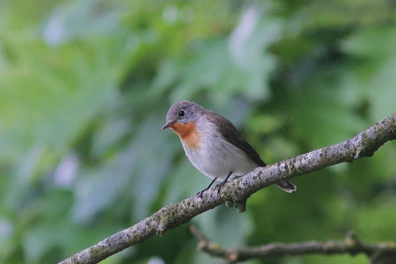Kleine vliegenvanger - red-breasted flycatcher - Ficedula parva