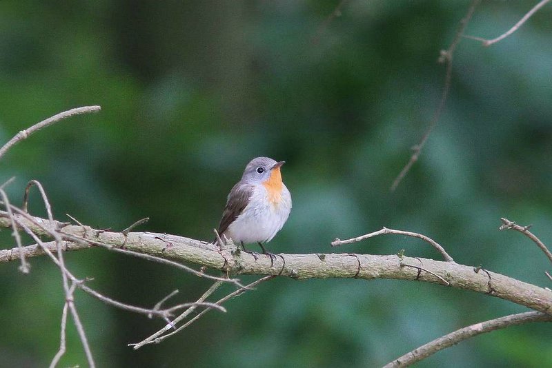 Kleine vliegenvanger - red-breasted flycatcher - Ficedula parva