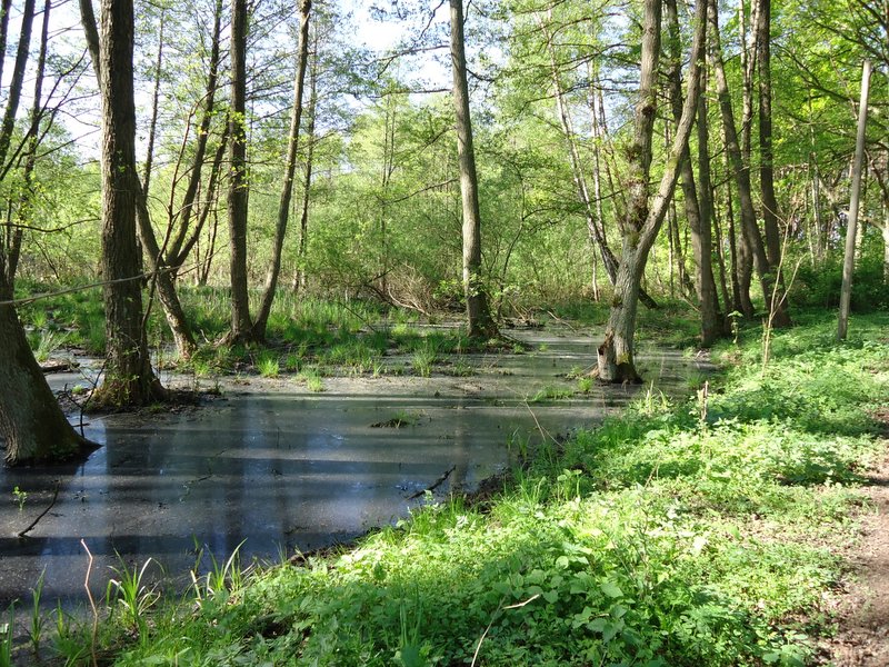 Bossen - Muritz