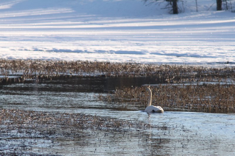 Wilde zwaan.