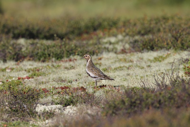 Goudplevier - Golden plover - Pluvialis apricaria 