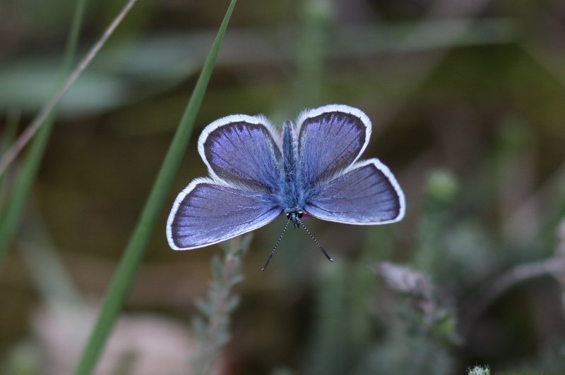 Plebejus argus - Heideblauwtje