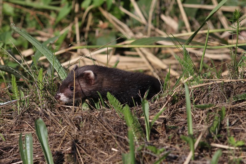 Bunzing - European polecat  - Mustela putorius