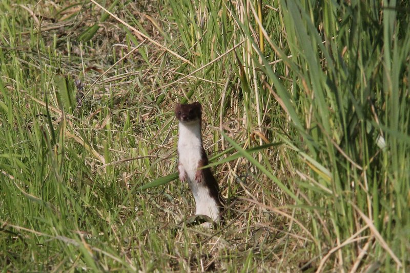 Hermelijn - Stoat - Mustela erminea