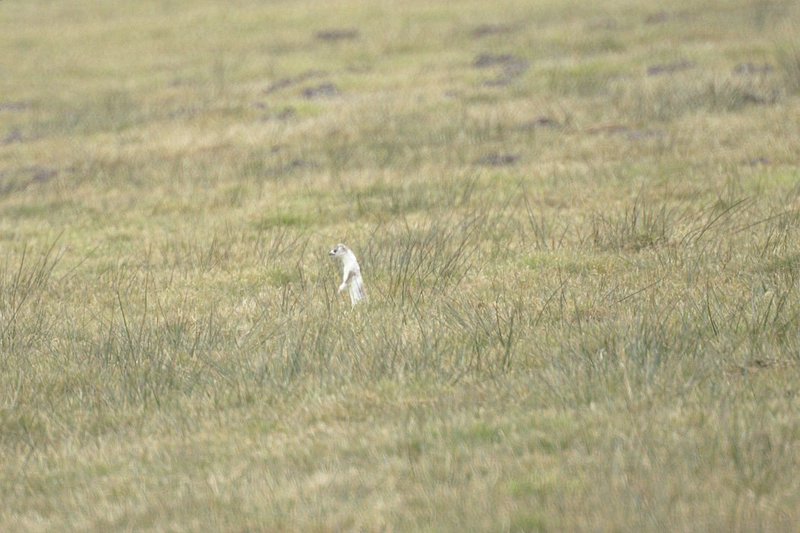 Hermelijn - Stoat - Mustela erminea
