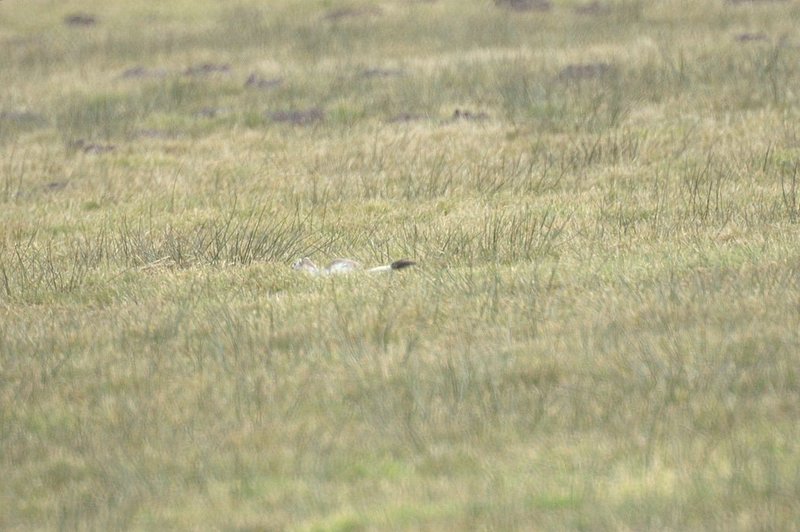 Hermelijn - Stoat - Mustela erminea