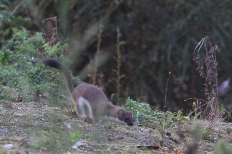 Hermelijn - Stoat - Mustela erminea