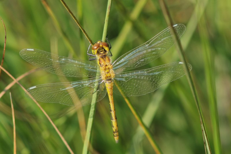 Zwarte heidelibel - Black Meadowhawk  - Sympetrum danae
