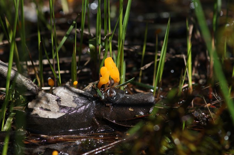 Beekmijtertje -  Swamp beacon - Mitrula paludosa