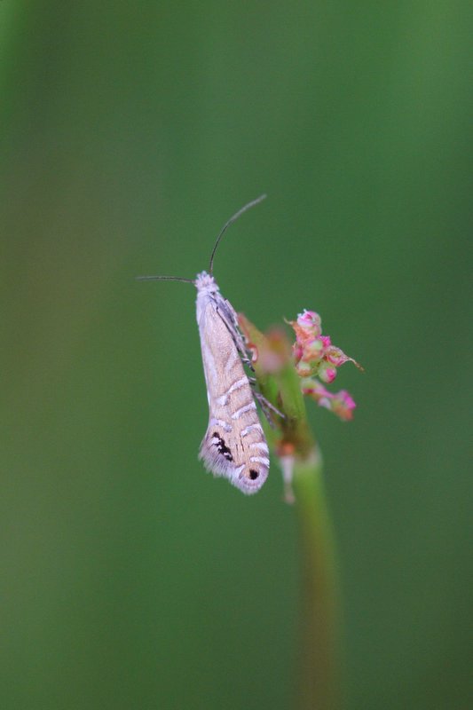 Glyphipterix thrasonella - Grote parelmot