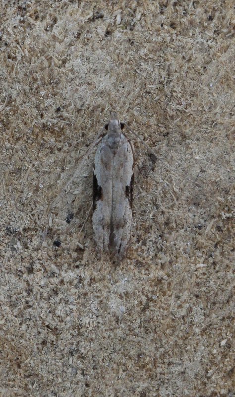Hypatima rhomboidella - Zandloper