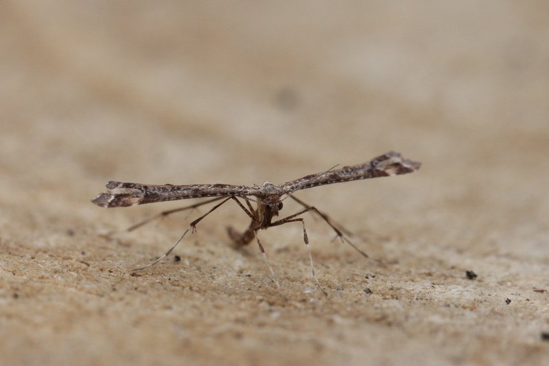 Amblyptilia acanthadactyla - Scherphoekvedermot