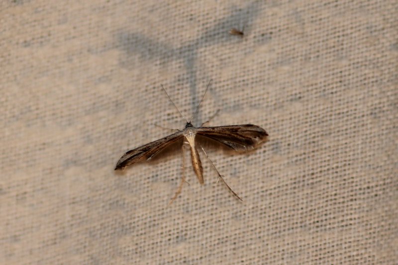 Emmelina monodactyla - Windevedermot