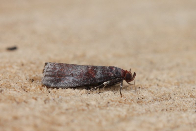 Acrobasis advenella - Mutsjeslichtmot