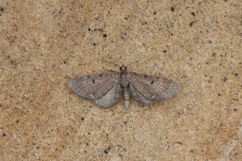 Eupithecia absinthiata - Egale dwergspanner