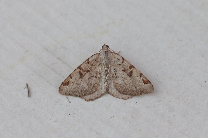 Macaria wauaria - Zwarte-w-vlinder
