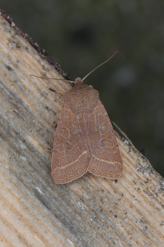 Orthosia cerasi - tweestreepvoorjaarsuil